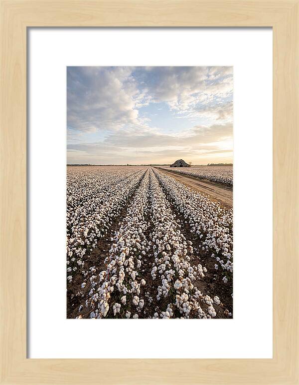 Cotton Fields At Dusk