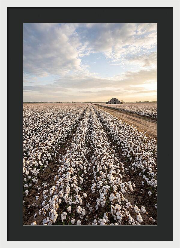 Cotton Fields At Dusk