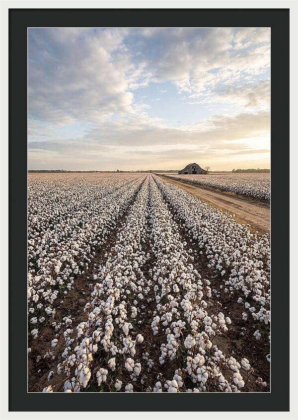 Cotton Fields At Dusk