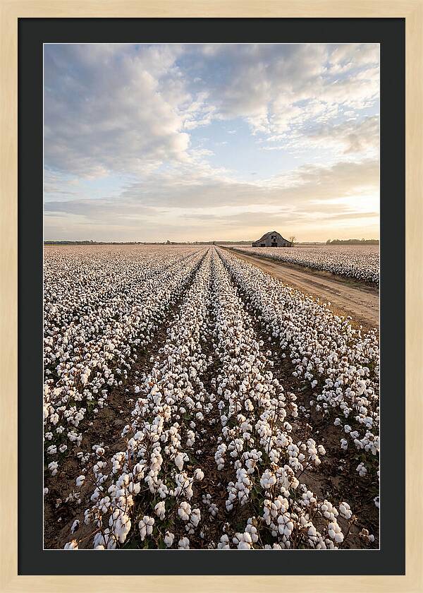 Cotton Fields At Dusk