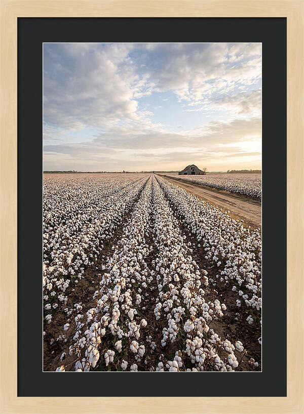 Cotton Fields At Dusk