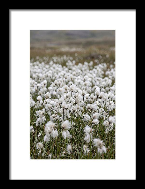 Cotton Grass In The Arctic