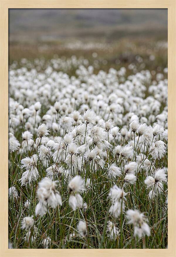 Cotton Grass In The Arctic