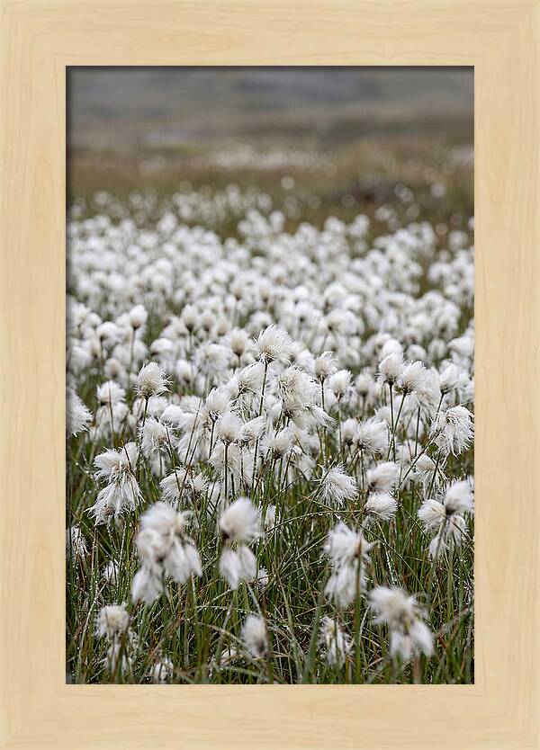 Cotton Grass In The Arctic