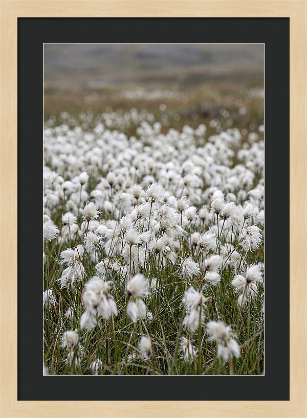Cotton Grass In The Arctic