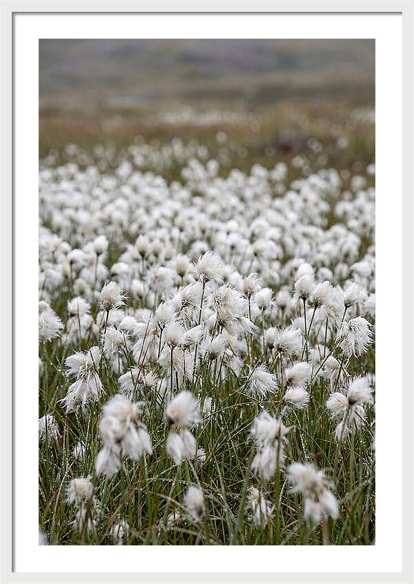 Cotton Grass In The Arctic