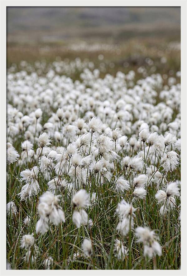 Cotton Grass In The Arctic