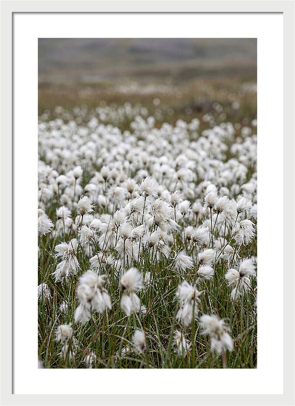 Cotton Grass In The Arctic