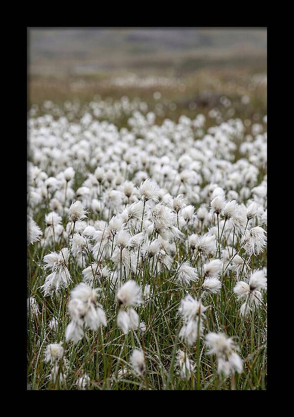 Cotton Grass In The Arctic