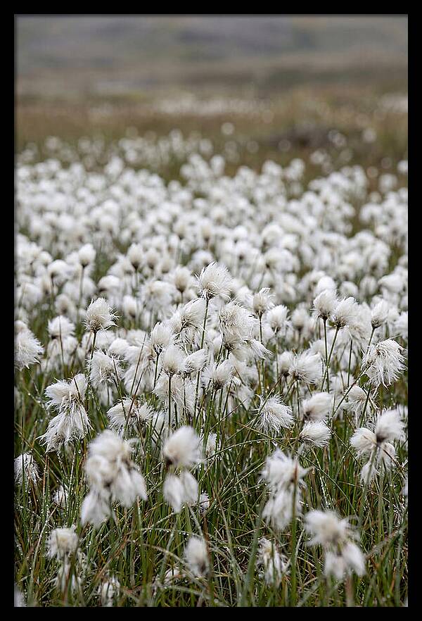 Cotton Grass In The Arctic