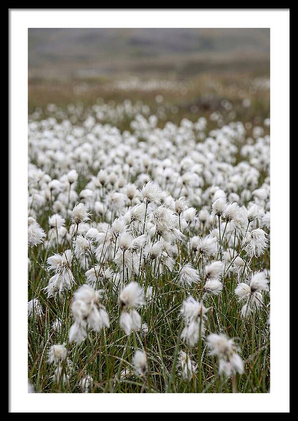 Cotton Grass In The Arctic