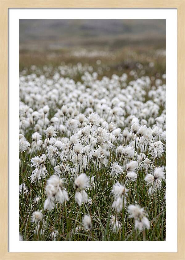 Cotton Grass In The Arctic