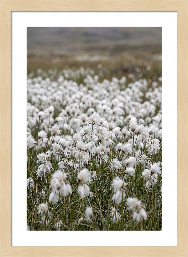 Cotton Grass In The Arctic