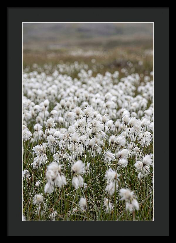 Cotton Grass In The Arctic