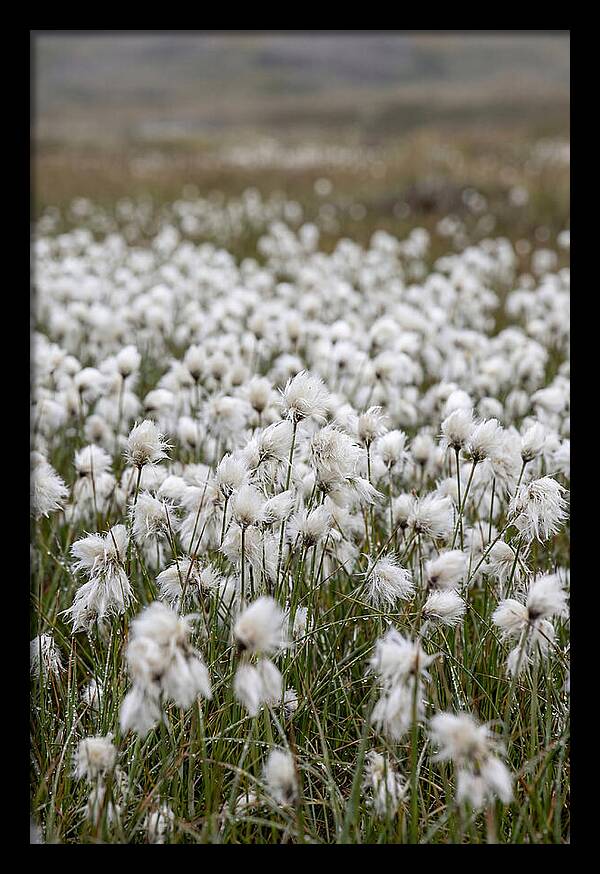 Cotton Grass In The Arctic