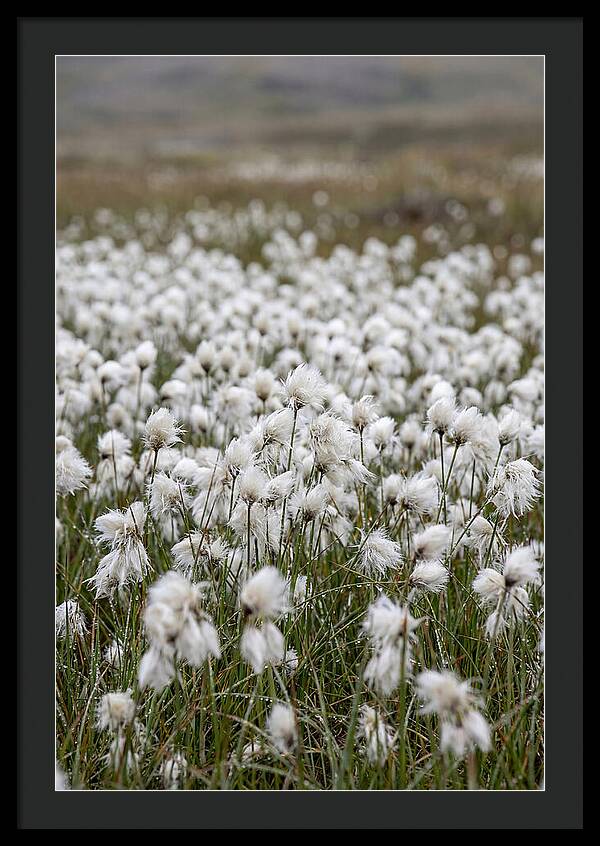 Cotton Grass In The Arctic
