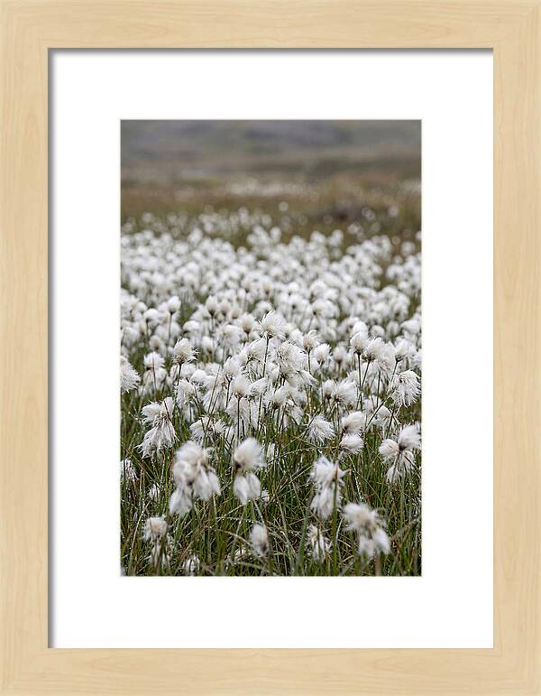 Cotton Grass In The Arctic