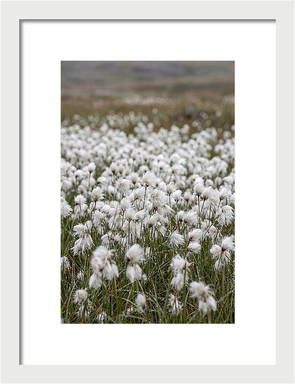 Cotton Grass In The Arctic