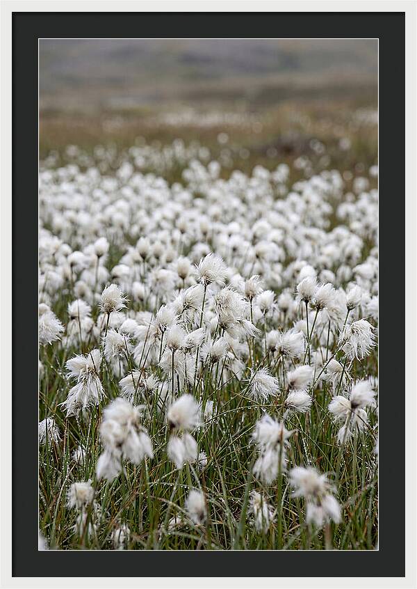 Cotton Grass In The Arctic