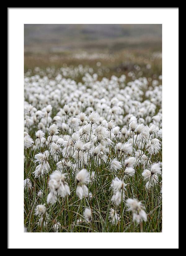 Cotton Grass In The Arctic