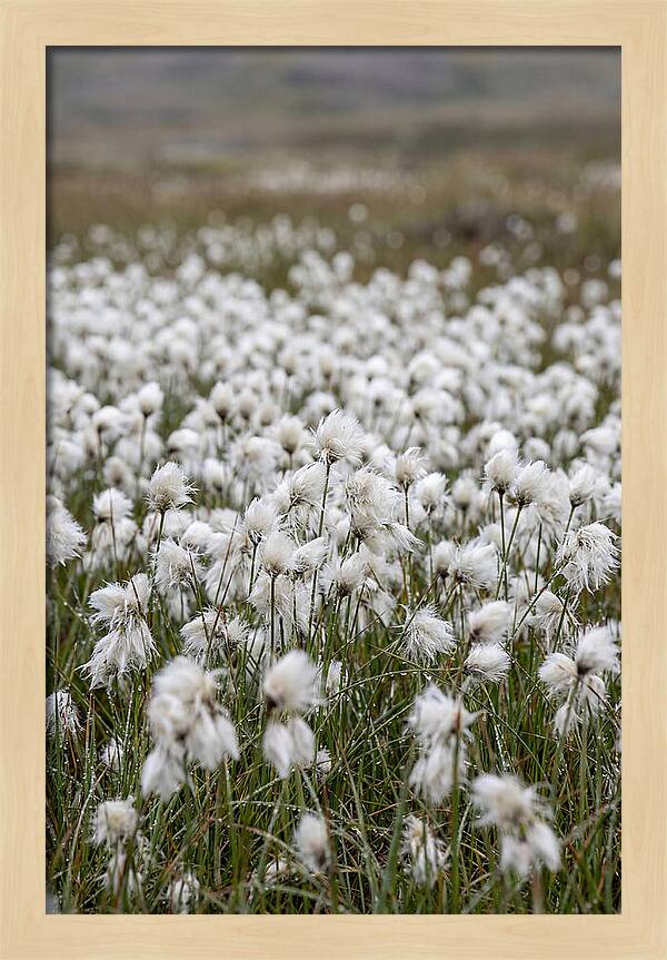 Cotton Grass In The Arctic