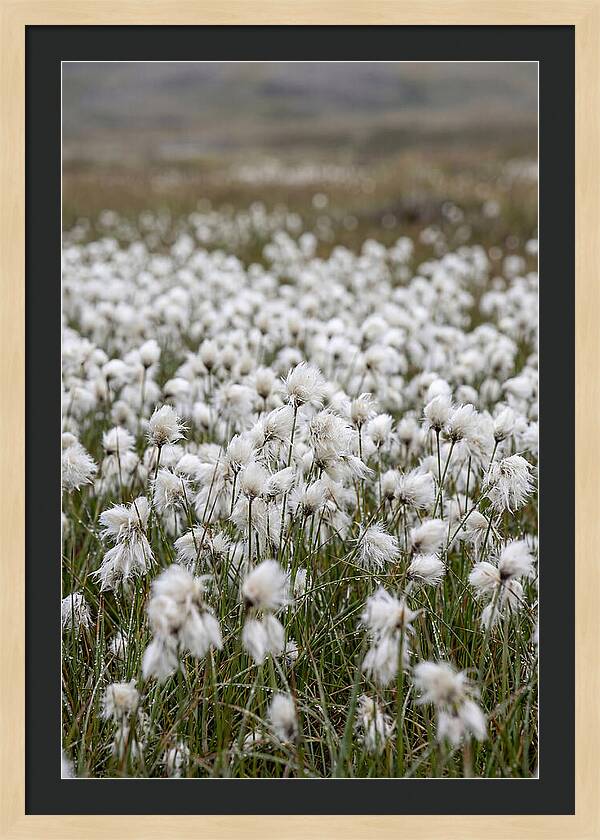 Cotton Grass In The Arctic
