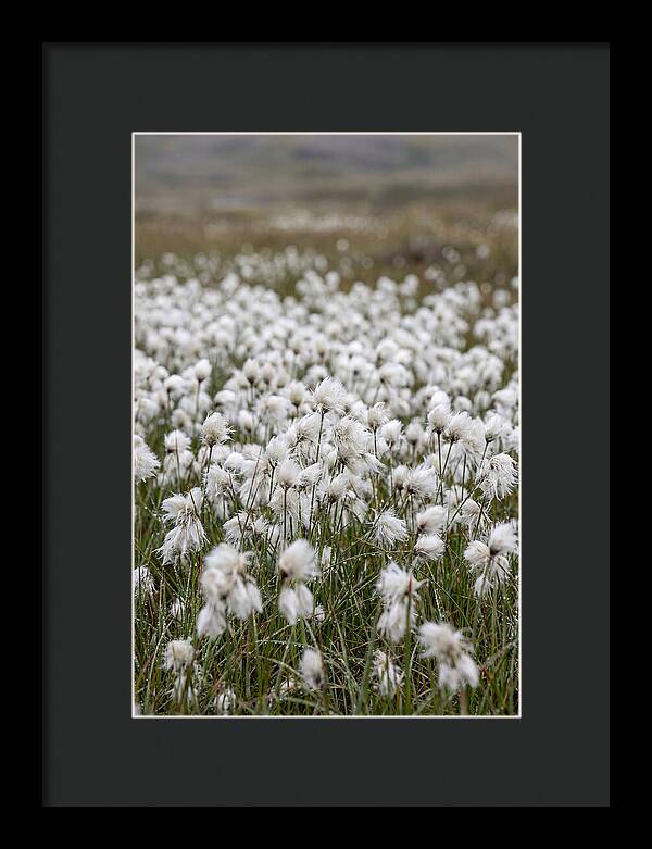 Cotton Grass In The Arctic