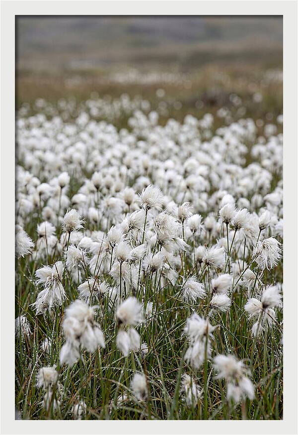 Cotton Grass In The Arctic