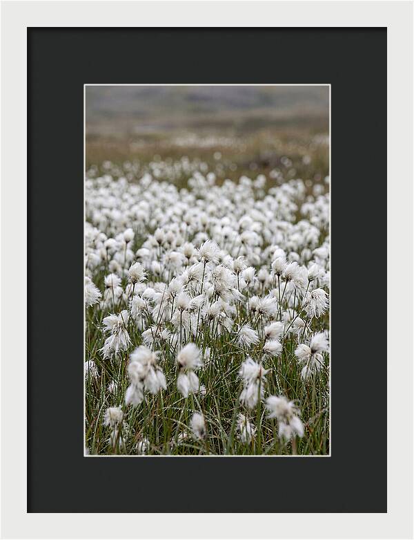 Cotton Grass In The Arctic