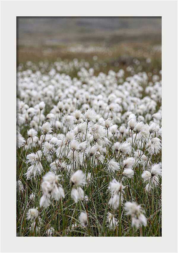 Cotton Grass In The Arctic