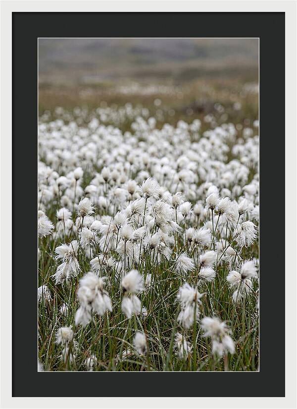 Cotton Grass In The Arctic