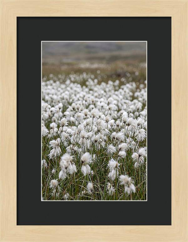 Cotton Grass In The Arctic