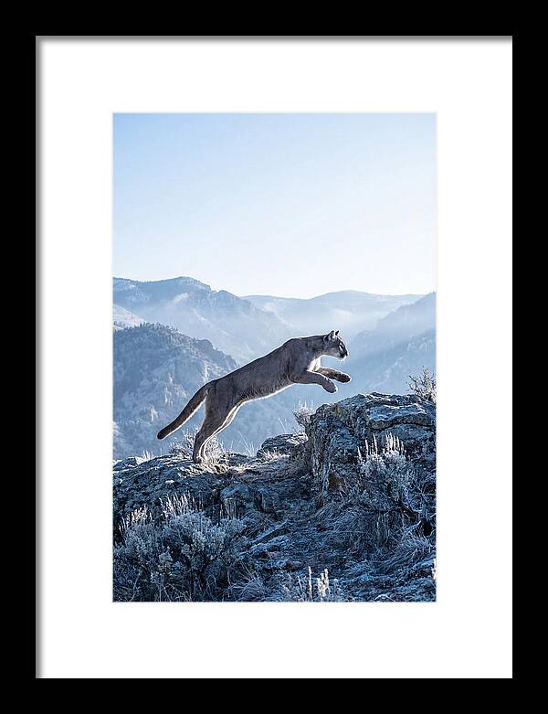 Cougars Powerful Leap