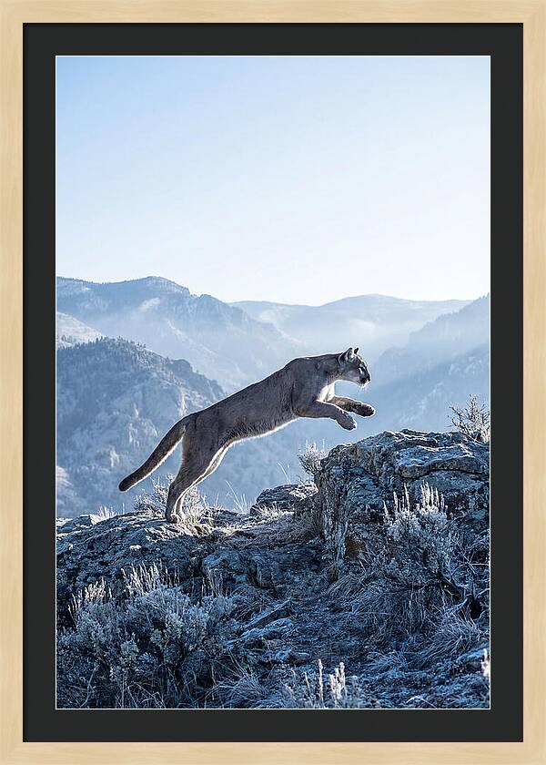 Cougars Powerful Leap