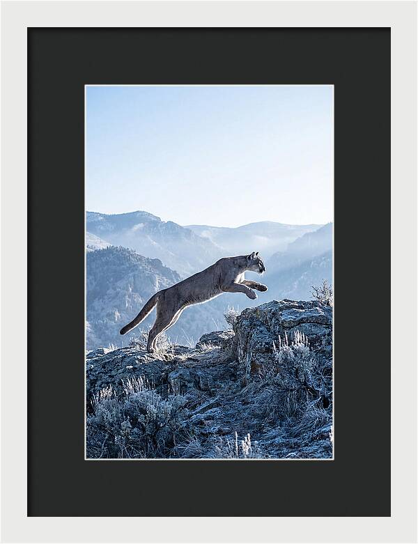 Cougars Powerful Leap