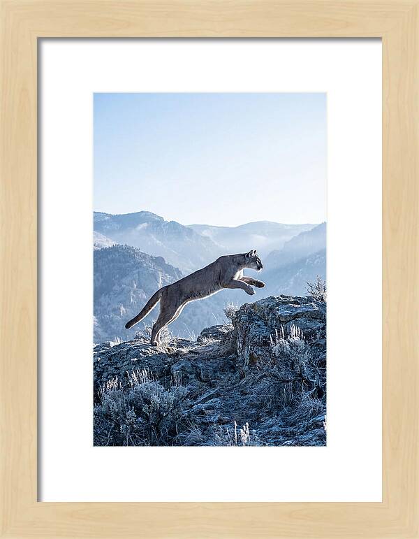 Cougars Powerful Leap