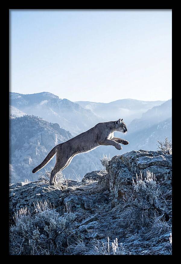 Cougars Powerful Leap