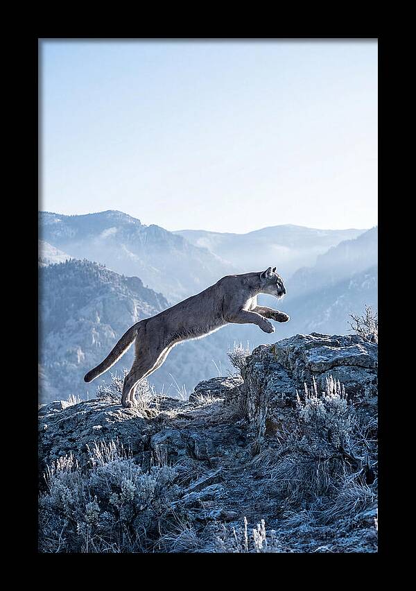 Cougars Powerful Leap