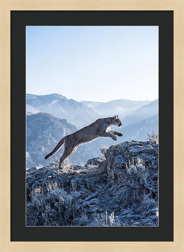 Cougars Powerful Leap