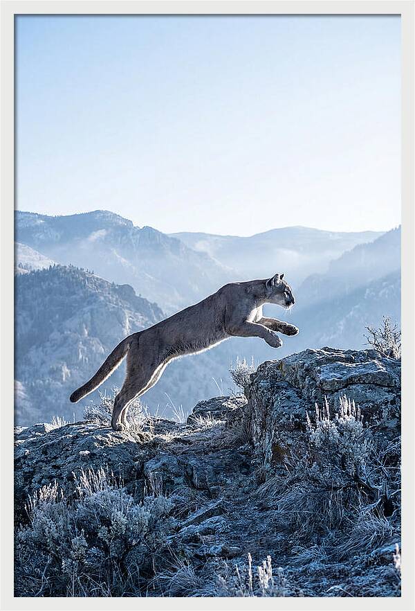 Cougars Powerful Leap