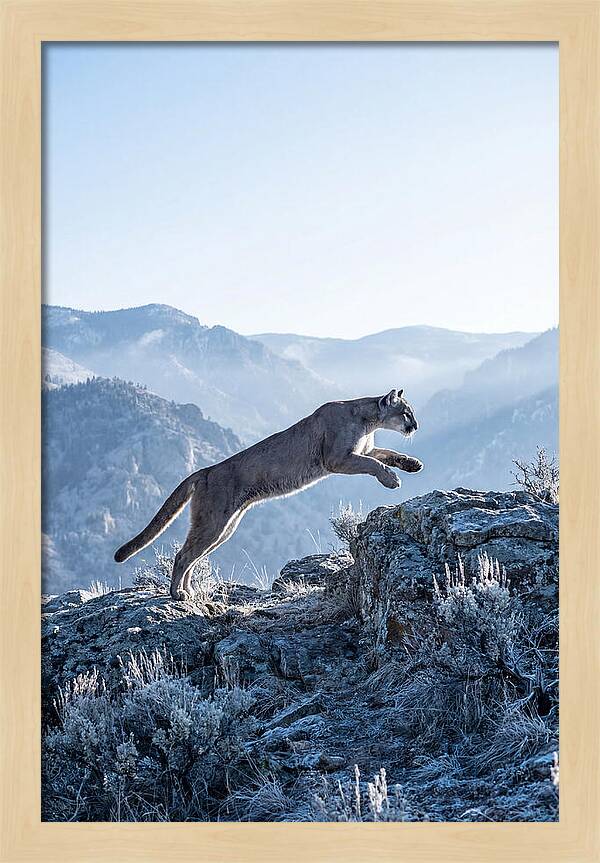 Cougars Powerful Leap