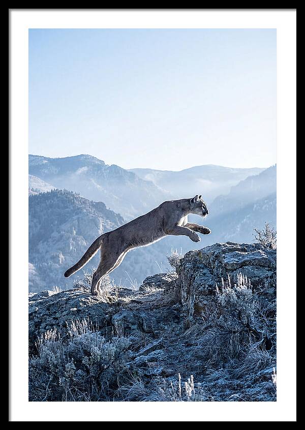 Cougars Powerful Leap