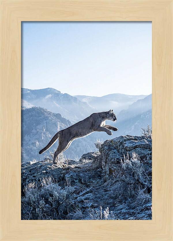 Cougars Powerful Leap