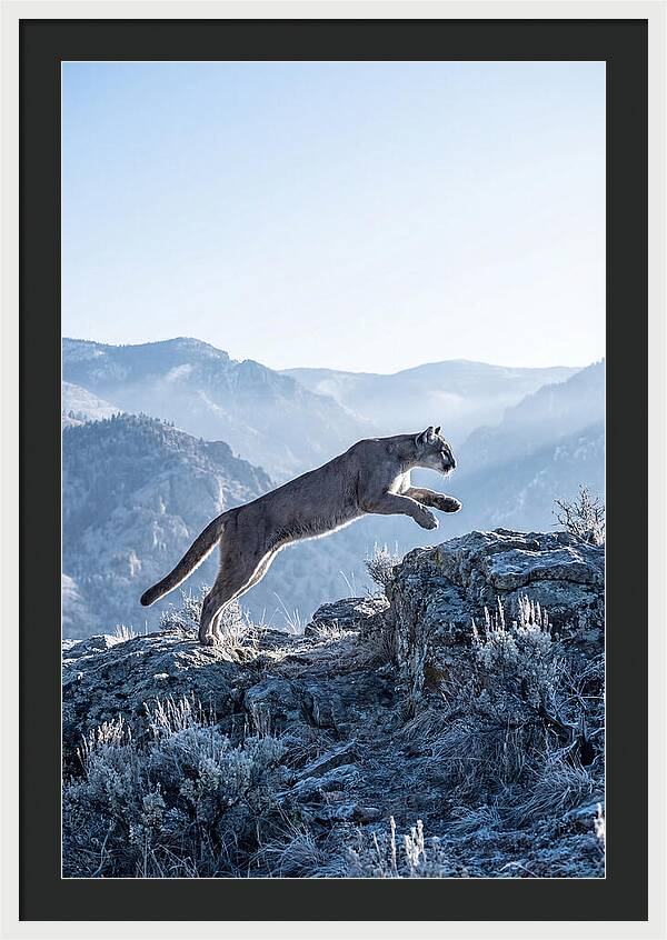 Cougars Powerful Leap