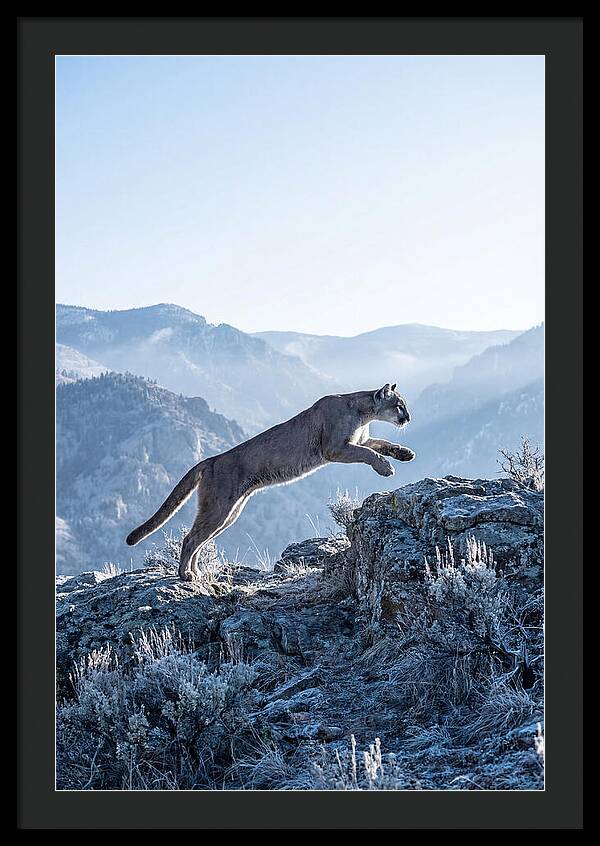 Cougars Powerful Leap