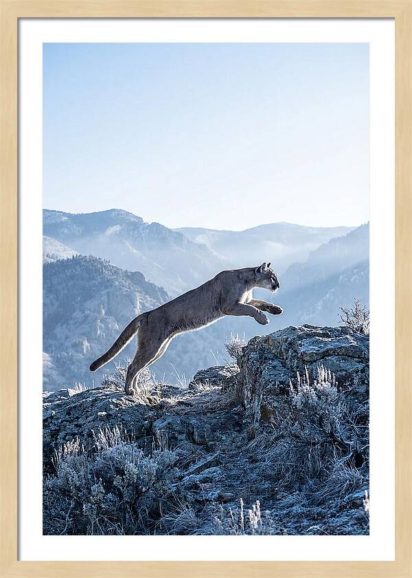 Cougars Powerful Leap