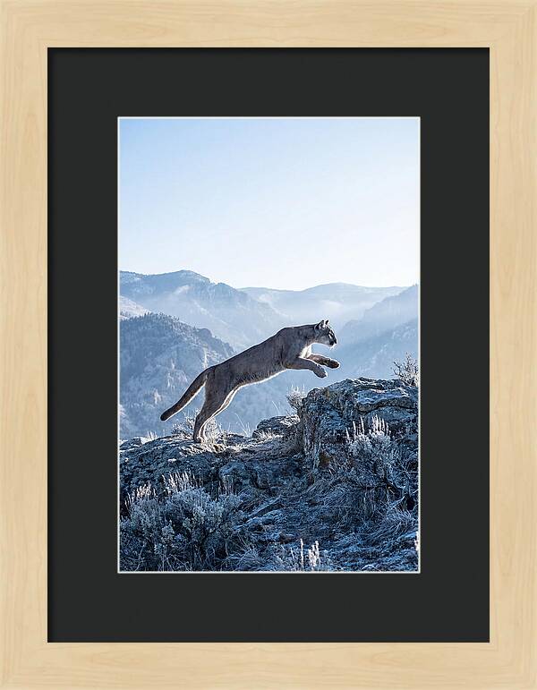 Cougars Powerful Leap