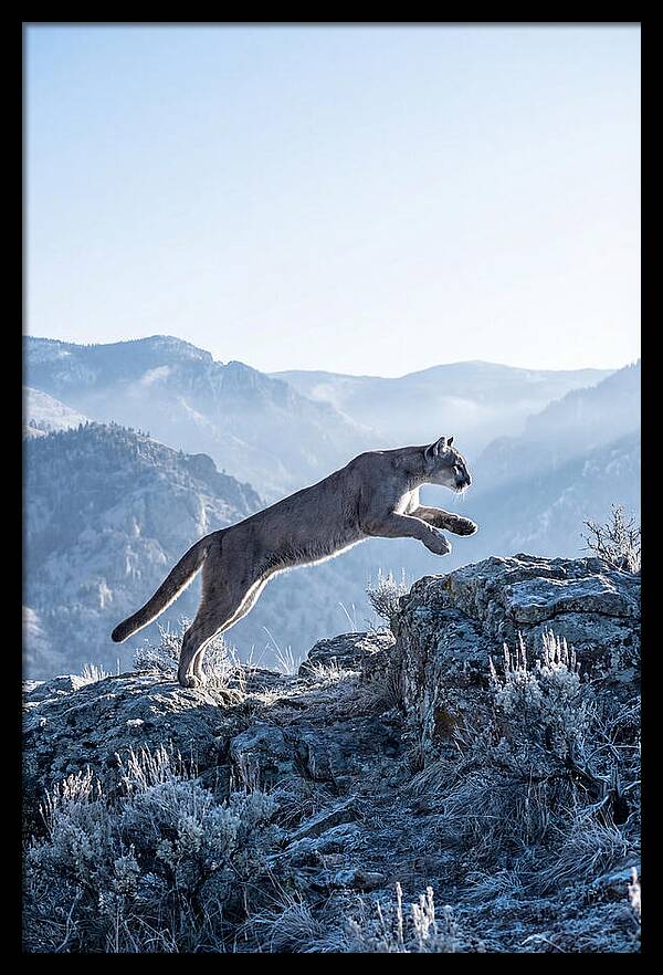 Cougars Powerful Leap