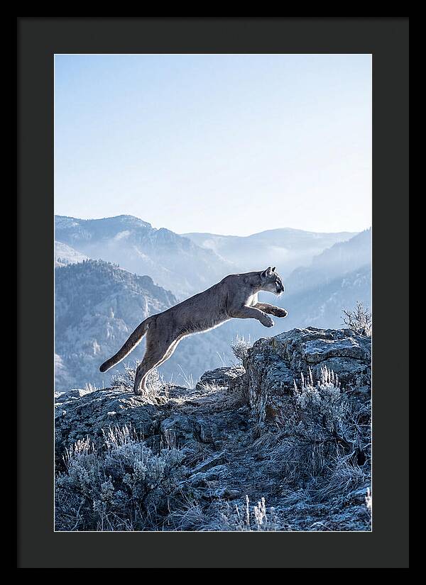 Cougars Powerful Leap