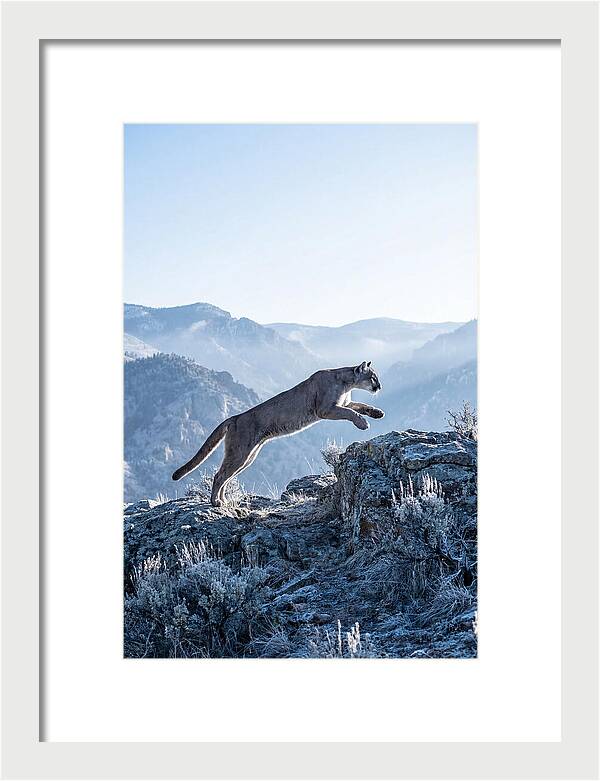 Cougars Powerful Leap